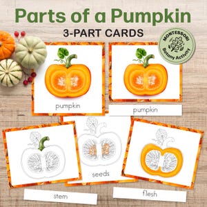 Può includere: Carte educative in tre parti intitolate Parts of a Pumpkin con illustrazioni di sezioni trasversali di zucca. Il set include carte con il testo pumpkin, seeds, stem e flesh, insieme a disegni al tratto e immagini colorate.