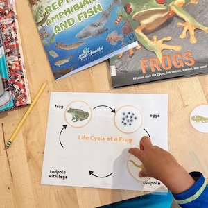 Small Reptile/Amphibian Unit Printable, Kindergarten Unit Study, Preschool Unit Study, homeschool, homeschooling unit