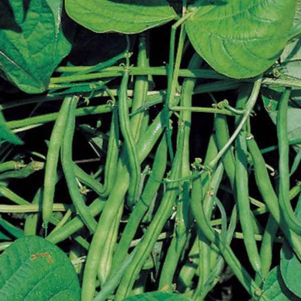 Jade Bean Seeds, Heirloom Bush Bean, Disease Resistant, High Yielding,