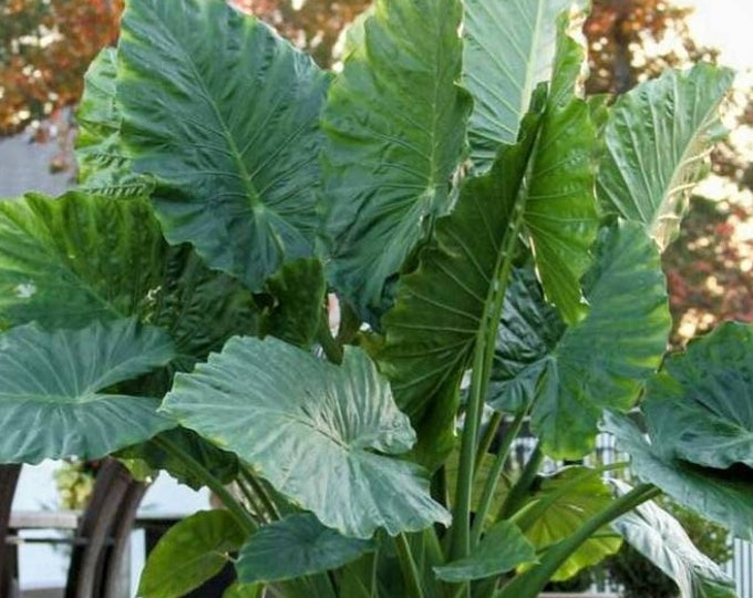 Alocasia Odora, Upright Elephant Ear, Alocasia Macrorrhiza, Ideal for