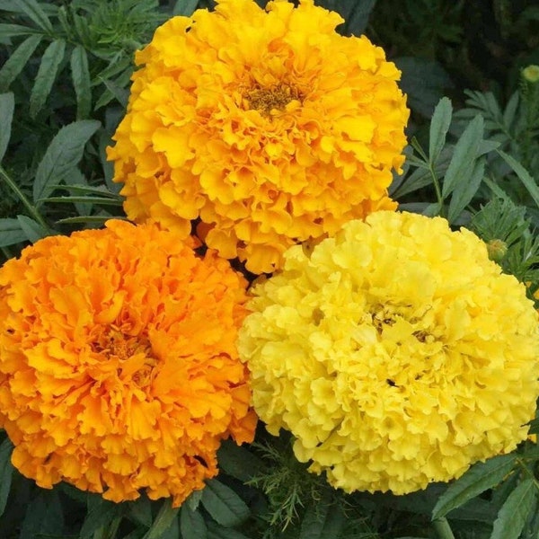 Cracker Jack Marigold Mix Seeds, Heirloom, Strong Scent, Deters Garden Pests, Attracts Beneficial Insects, Tolerates Clay Soils