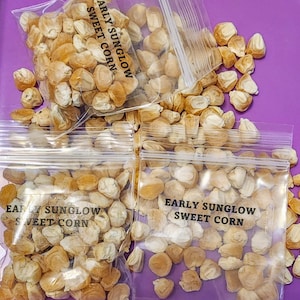 May include: Four clear plastic bags filled with small, light brown corn seeds. Each bag has a label that reads "Early Sunglow Sweet Corn".