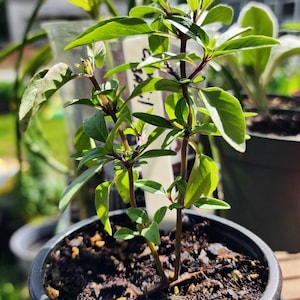 May include: A small potted plant with vibrant green leaves and reddish-brown stems. The plant is in a black plastic pot filled with dark soil. A white label is attached to the plant. The image is taken outdoors in natural light.