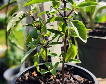 Cinnamon Basil Plant, Heirloom Herb, Live Plant, Many Culinary and Medicinal Uses