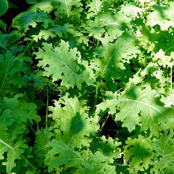 White Russian Kale Seeds, Heirloom, More Tolerant of Damp Soil, Cold Hardy, Provides Winter Interest, Container Friendly