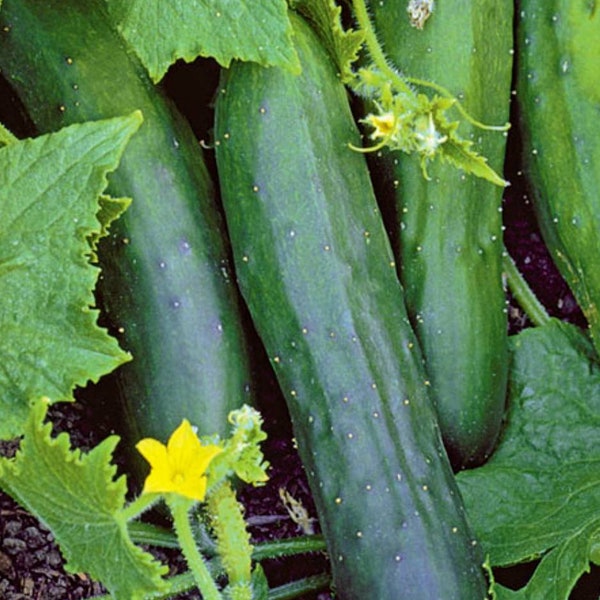 Marketmore 76 Cucumber Seeds, Heirloom, Ideal for Southern Climates,