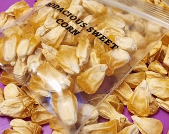 May include: A close-up of a clear plastic bag filled with corn seeds. The bag has a label that reads "Bodacious Sweet Corn".