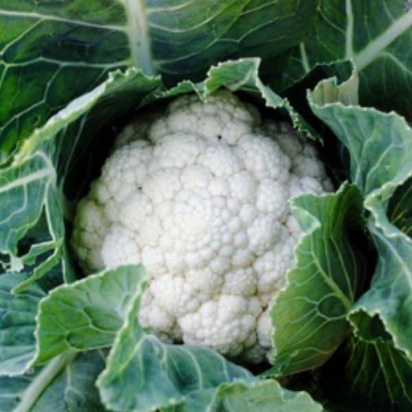 Snowball Cauliflower Seeds, Great for Northern and Southern Gardeners, Self-blanching Variety