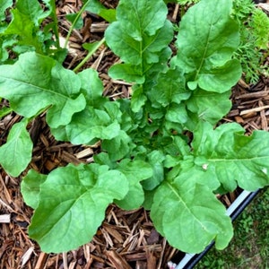 May include: A close-up of a green leafy plant growing in a garden bed with brown wood chips as mulch.