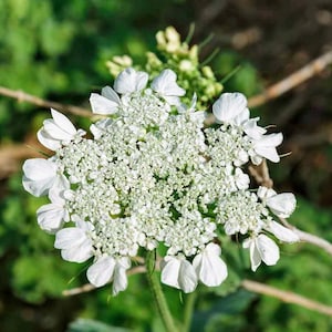 Anise Seeds, Heirloom Herb, Aniseed, Many Benefits, Container Herb Gardens zdjęcie 1