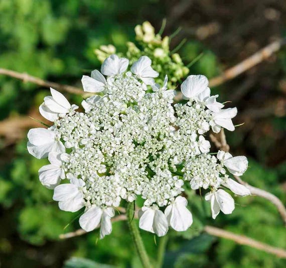 Anise Seeds, Heirloom Herb, Aniseed, Many Benefits, Container Herb Gardens
