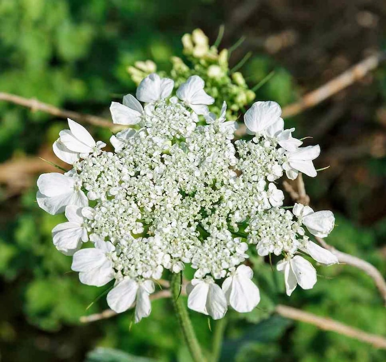 Anise Seeds, Heirloom Herb, Aniseed, Many Benefits, Container Herb Gardens zdjęcie 1