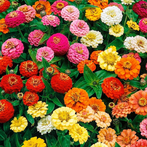 Thumbelina Zinnia Mix Seeds,Heirloom Dwarf Zinnia Seeds, Annual, Ideal for Indoor Containers, Heat and Drought Tolerant