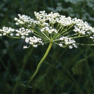 Anise Seeds, Heirloom Herb, Aniseed, Many Benefits, Container Herb Gardens zdjęcie 3
