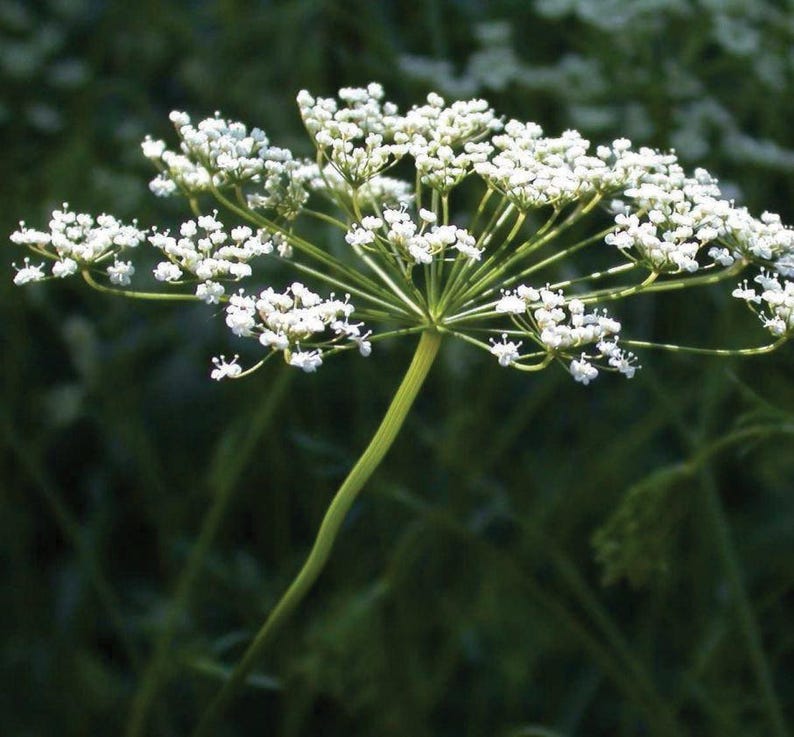 Anise Seeds, Heirloom Herb, Aniseed, Many Benefits, Container Herb Gardens zdjęcie 3