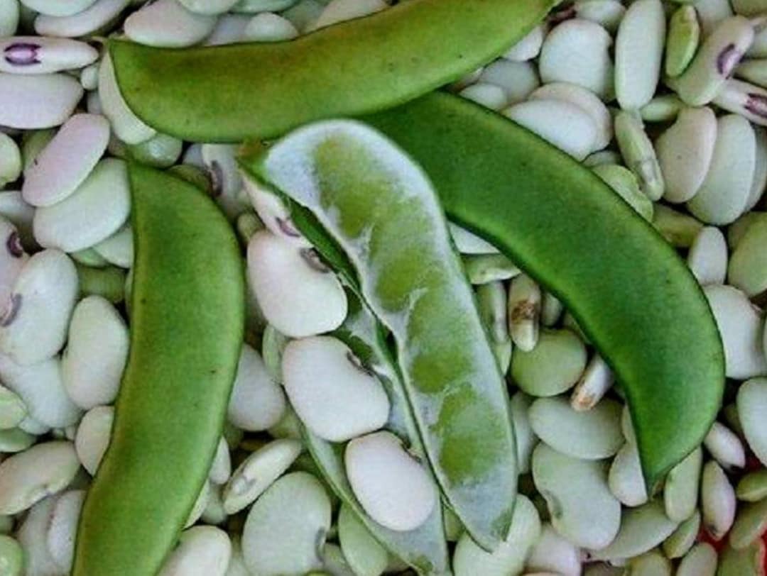 Alabama Blackeyed Butterbean Seeds, Heirloom Lima Bean, Heat Tolerant, Use a Dry, a Green Shell