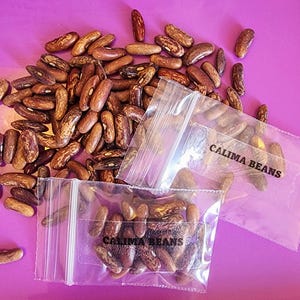 Calima Bean Seeds, Heirloom French Bean Seeds, Bush Habit,