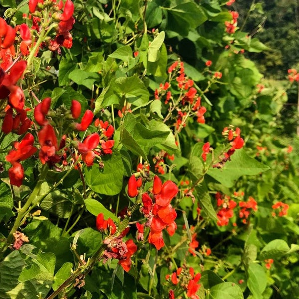 Scarlet Emperor Runner Bean Seeds, Heirloom, Tender & Delicious, Edible Ornamental, Attracts Hummingbirds