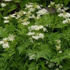 Anise Seeds, Heirloom Herb, Aniseed, Many Benefits, Container Herb Gardens zdjęcie 2