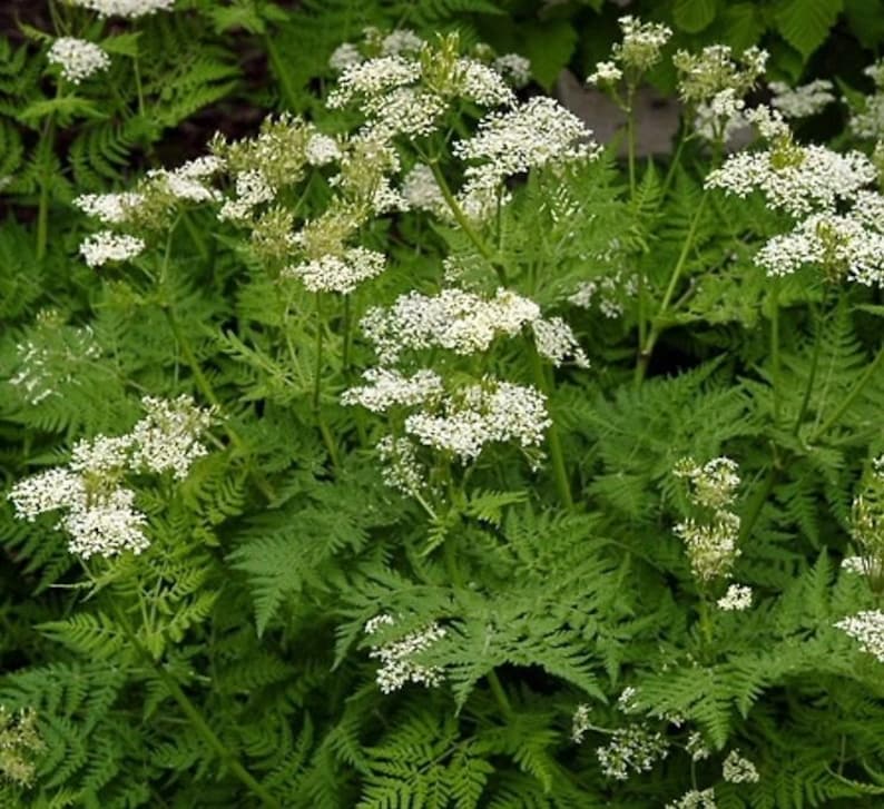 Anise Seeds, Heirloom Herb, Aniseed, Many Benefits, Container Herb Gardens zdjęcie 2