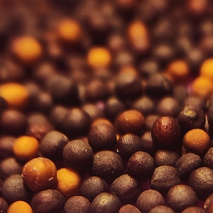 Misome Choho Seeds, Heirloom Mustard Seeds, Heat Tolerant