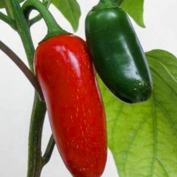 Early Jalapeno Pepper Seeds, Open-Pollinated, Heirloom