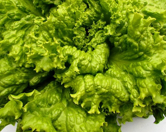 Henderson's Black Seeded Simpson Lettuce Seeds, Heirloom Seeds, Slow to