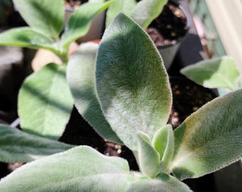 Lamb's Ear Plant, Silver Carpet Stachys Byzantine, Drought Resistant Ground Cover