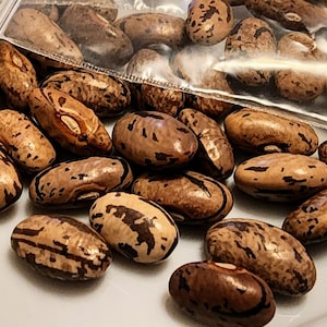 May include: Close-up of a collection of speckled beans, some spilling from a clear plastic bag. The beans are a mix of tan and brown with dark brown markings. The beans are scattered on a white surface.