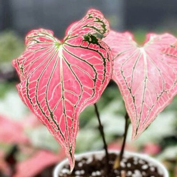 Caladium Bulbs Etsy