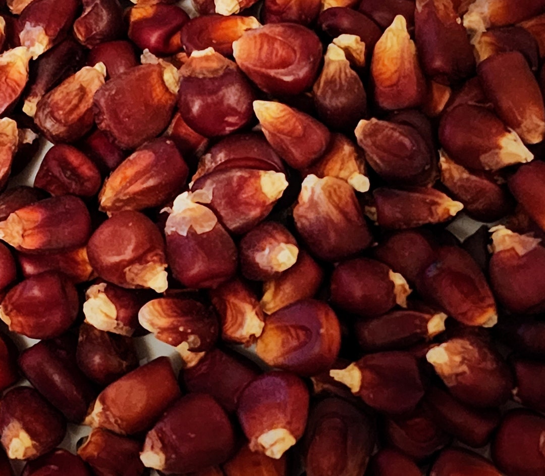 Bloody Butcher Dent Corn Seeds, Heirloom, Versatile, Use as Sweet Corn