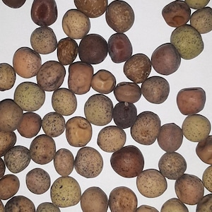 Dwarf Grey Sugar Pea Seeds: Heirloom Variety, Wilt Resistant