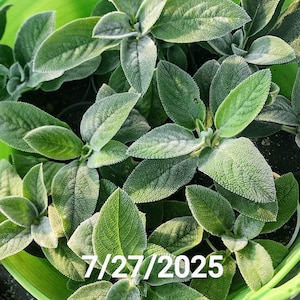Lamb&#39;s Ear, Silver Carpet, Stachys Byzantine, Rarely Flowers, Low Maintenance, Fast Growing, Drought Resistant, Uniform Mounding Habit
