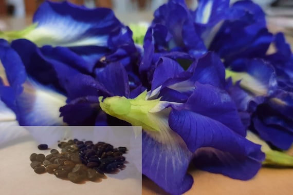 Blue Butterfly Pea Clitoria Ternatea Vine 100% New Organic Live 20 Seeds Ceylon 