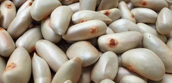 Organic Jackfruit Seeds  / Sweet multi nutritional organic jackfruit seeds