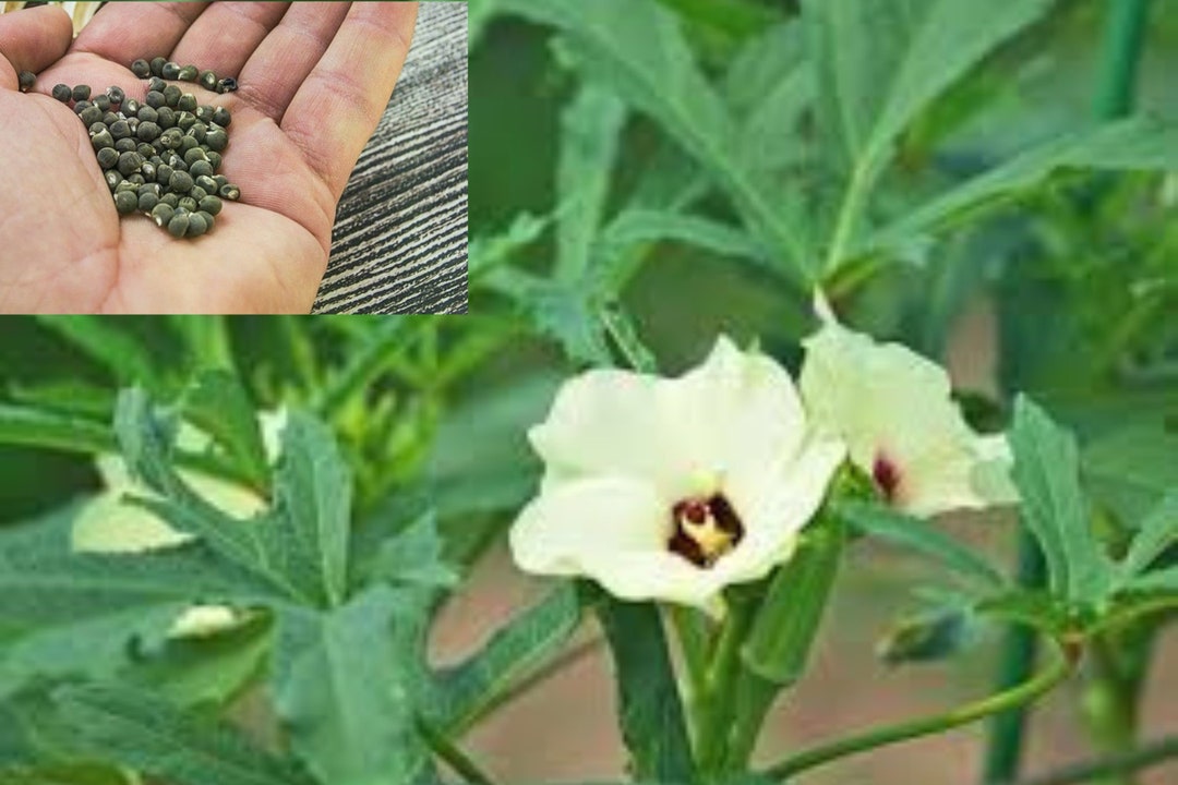 100 semillas orgánicas de Okra crecen en interiores y exteriores Etsy