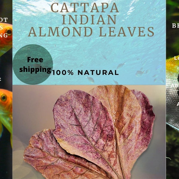 Catappa Indian Almond Leaves/Terminalia Catappa for Freshwater Aquariums Shrimp/ Betta Fish/ naturally shrimp betta fish aquarium