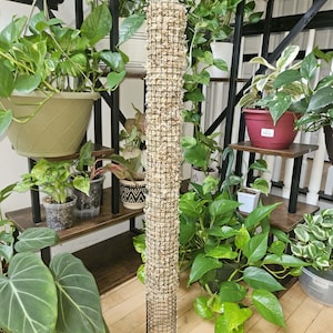 May include: A tall, cylindrical plant support pole constructed from black wire mesh, partially filled with light beige sphagnum moss. The structure features an open wire grid design at the base and top, providing a vertical climbing surface for plants.