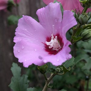 4 Rose of Sharon HIBISCUS - 4ct Young live shrubs with roots