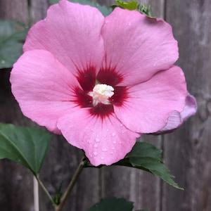 HIBISCUS SEEDS - Rose of Sharon seeds