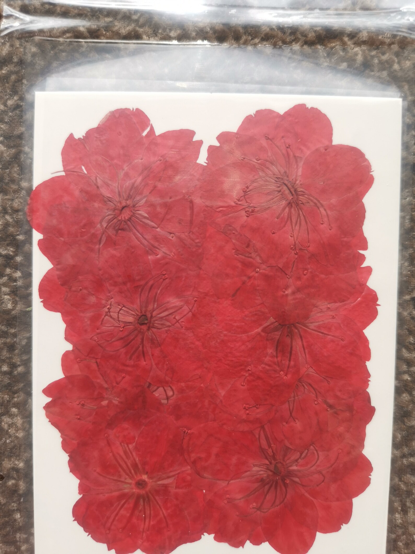 12 Pieces Pressed Flowers Cherry Blossom Sakura Real Dried Etsy