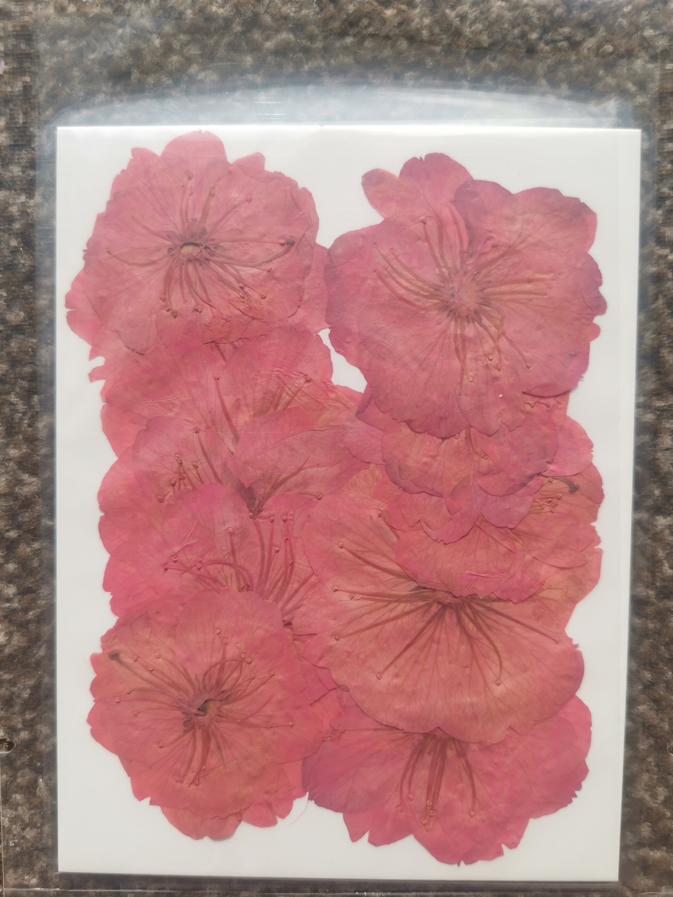 12 Pieces Pressed Flowers Cherry Blossom Sakura Real Dried Etsy