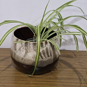 May include: A spider plant with long, thin, green and white variegated leaves growing out of a round, ceramic planter. The planter features a two-tone glaze with a dark brown base that transitions into a speckled, cream-coloured upper section.