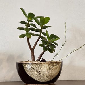 May include: A jade plant with thick, glossy green leaves and woody stems planted in a round ceramic bowl. The bowl features a two-tone design with a dark brown base and a textured, speckled cream-coloured centre section filled with small pebbles.