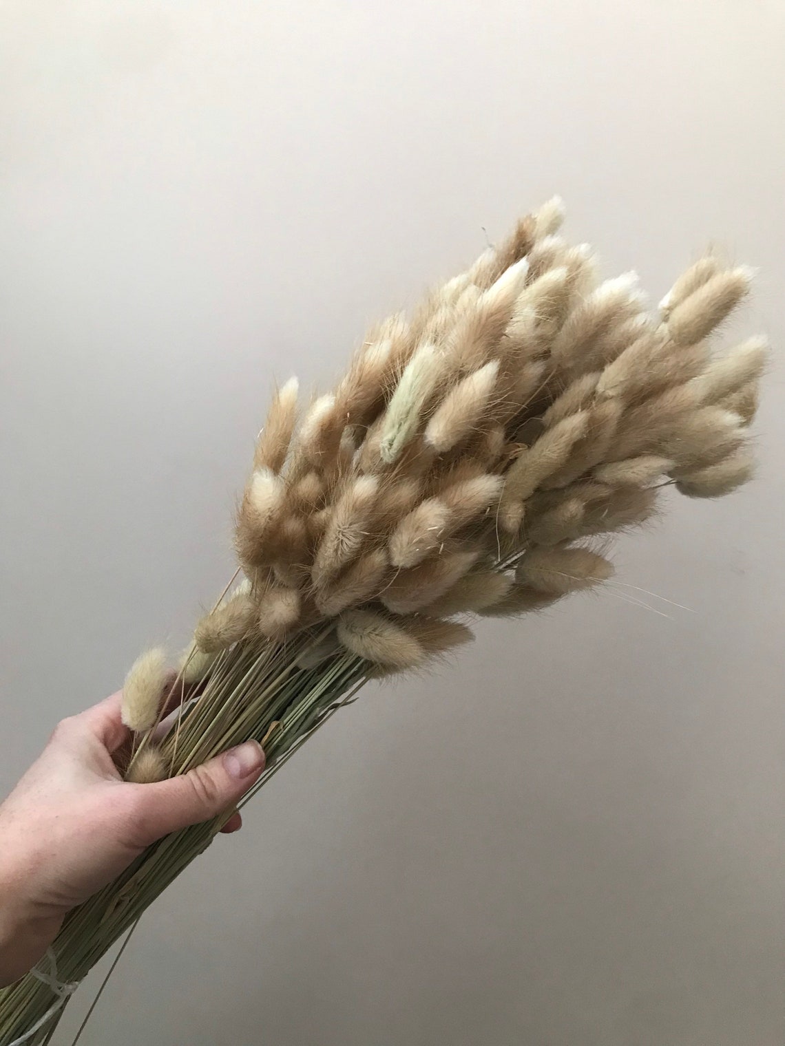 Fluffy bunny tails stems bunches of bunny tails 20 or 30 Etsy