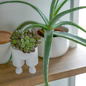 Può includere: Un vaso di ceramica bianca a forma di gambe con una pianta grassa verde al suo interno. Il vaso è posto su uno scaffale di legno con una pianta di aloe vera verde in un vaso di ceramica bianca dietro.