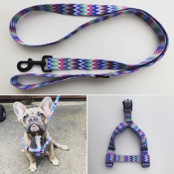 colourful dog harness
