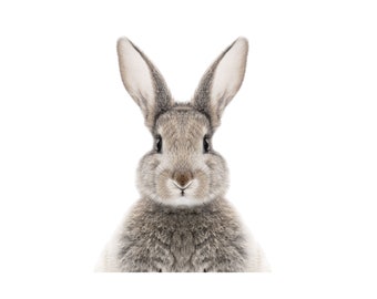 Easter Rabbit PNG Clipart, Spring Bunny Sublimation (Digital Download)