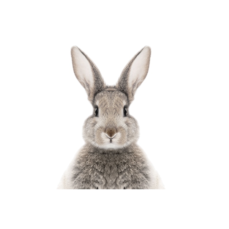 May include: A close-up of a gray rabbit with long ears looking directly at the camera.