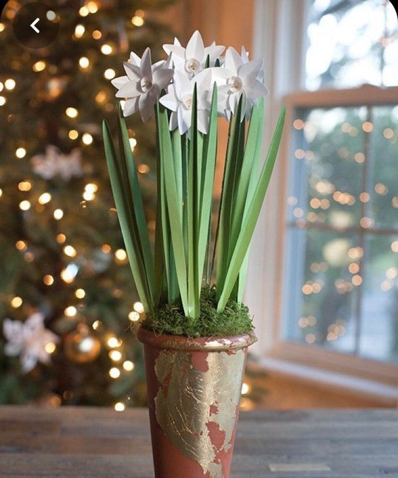 Ziva Paperwhites Flower Bulb Indoor blooms Bulb to Bloom Etsy